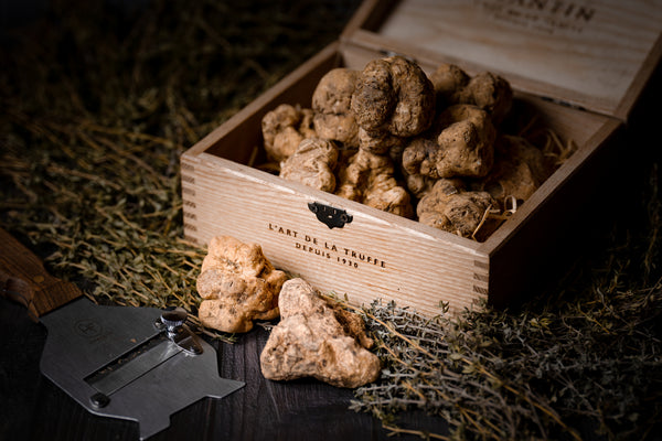 Alba White Truffle Tasting Dinner at The Mistral