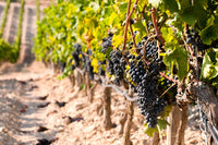 Five-course Planeta Wine Dinner | 20 November 2026